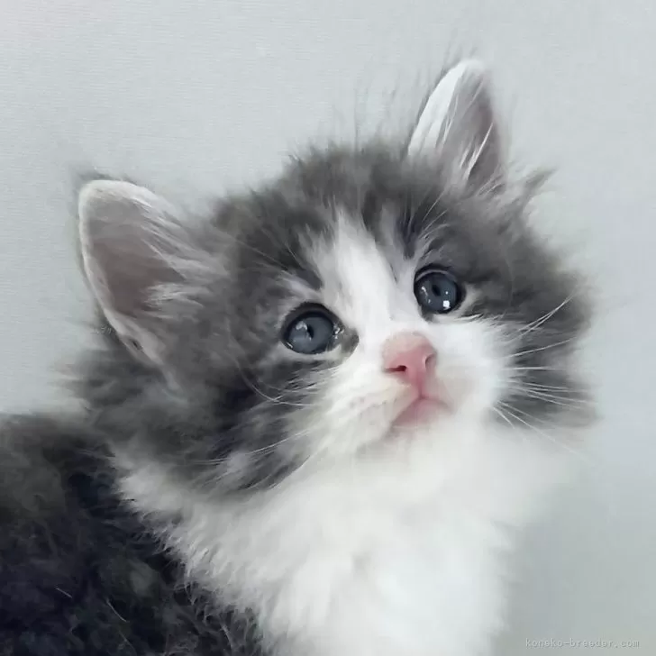 ID:2505-02323の子猫
