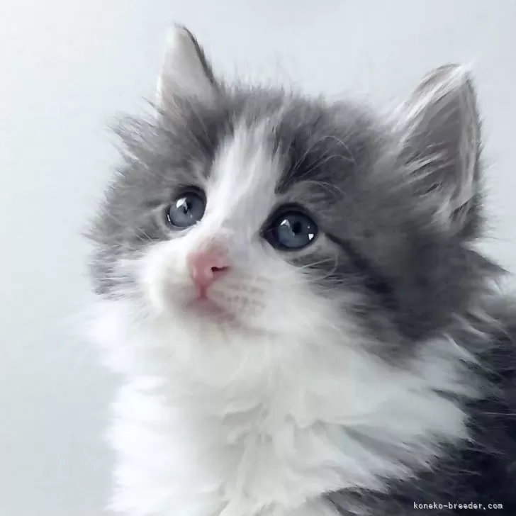 K.O 様のお迎えした子猫