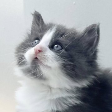 ノルウェージャンフォレストキャット【福岡県・男の子・2025年3月26日・ブルー&ホワイト】の写真「30日間の生命保証.DNA検査済みです」
