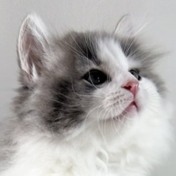 ノルウェージャンフォレストキャット【福岡県・女の子・2025年9月7日・ブルーマッカレルタビー&ホワイト】の写真「30日間の生命保証.DNA検査済みです」