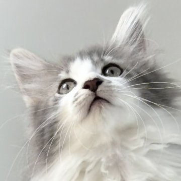 ノルウェージャンフォレストキャット【福岡県・男の子・2025年9月14日・ブルークラッシックタビー&ホワイト】の写真「30日間の生命保証.DNA検査済みです」