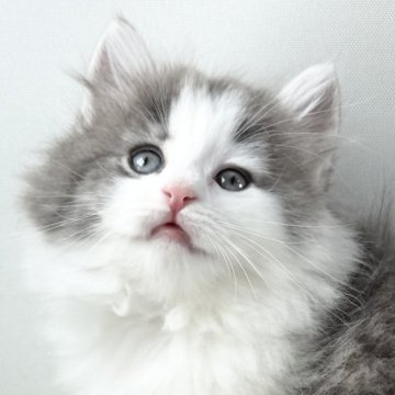 ノルウェージャンフォレストキャット【福岡県・女の子・2025年9月7日・ブルーマッカレルタビー&ホワイト】の写真「30日間の生命保証.DNA検査済みです」