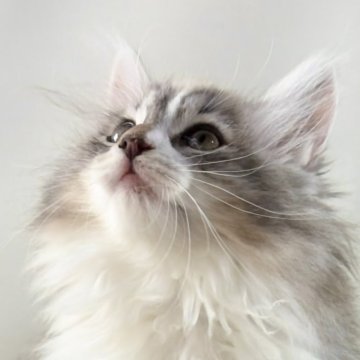 ノルウェージャンフォレストキャット【福岡県・女の子・2025年9月14日・ダイリュートキャリコ】の写真「30日間の生命保証.DNA検査済みです」