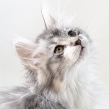 ノルウェージャンフォレストキャット【福岡県・女の子・2025年9月14日・ブルーマッカレルタビー&ホワイト】の写真「30日間の生命保証.DNA検査済みです」