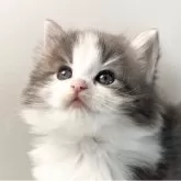 ノルウェージャンフォレストキャット
