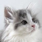 ノルウェージャンフォレストキャット