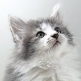 ノルウェージャンフォレストキャット