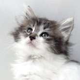 ノルウェージャンフォレストキャット