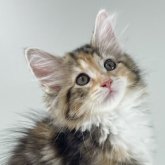 ノルウェージャンフォレストキャット