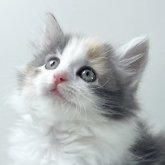 ノルウェージャンフォレストキャット