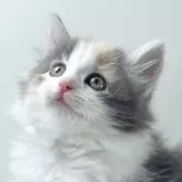 ノルウェージャンフォレストキャット