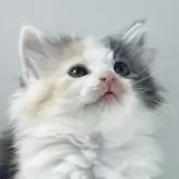 ノルウェージャンフォレストキャット