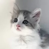 ノルウェージャンフォレストキャット【福岡県・女の子・2025年5月10日・ブルークラッシックタビー&ホワイト】の写真1