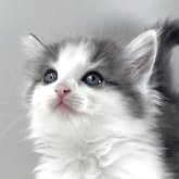 ノルウェージャンフォレストキャット