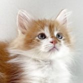 ノルウェージャンフォレストキャット