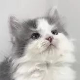 ノルウェージャンフォレストキャット