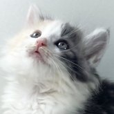 ノルウェージャンフォレストキャット