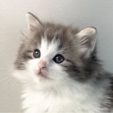 ノルウェージャンフォレストキャット