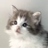 ノルウェージャンフォレストキャット