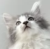 ノルウェージャンフォレストキャット