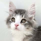 ノルウェージャンフォレストキャット