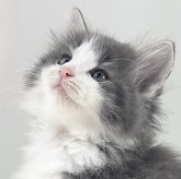 ノルウェージャンフォレストキャット