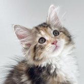 ノルウェージャンフォレストキャット