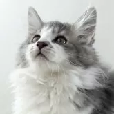 ノルウェージャンフォレストキャット