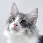 ノルウェージャンフォレストキャット
