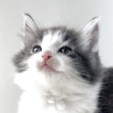 ノルウェージャンフォレストキャット