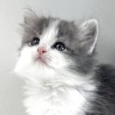 ノルウェージャンフォレストキャット