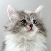 ノルウェージャンフォレストキャット