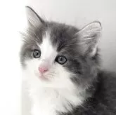 ノルウェージャンフォレストキャット