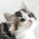ノルウェージャンフォレストキャット