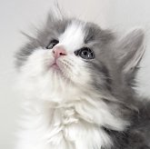 ノルウェージャンフォレストキャット
