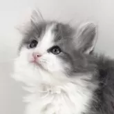 ノルウェージャンフォレストキャット
