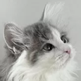 ノルウェージャンフォレストキャット