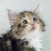 ノルウェージャンフォレストキャット