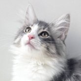 ノルウェージャンフォレストキャット