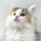 ノルウェージャンフォレストキャット