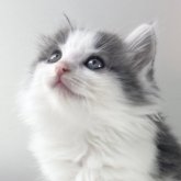 ノルウェージャンフォレストキャット