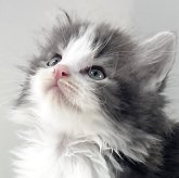ノルウェージャンフォレストキャット