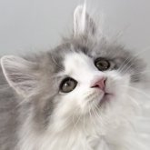 ノルウェージャンフォレストキャット