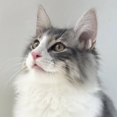 ノルウェージャンフォレストキャット