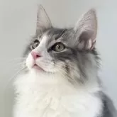ノルウェージャンフォレストキャット