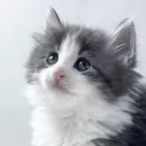 ノルウェージャンフォレストキャット