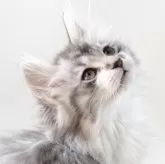 ノルウェージャンフォレストキャット