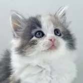 ノルウェージャンフォレストキャット