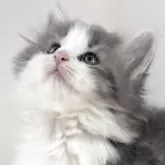 ノルウェージャンフォレストキャット