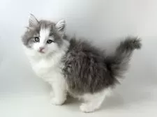 ノルウェージャンフォレストキャット【福岡県・女の子・2025年9月7日・ブルーマッカレルタビー&ホワイト】の写真2